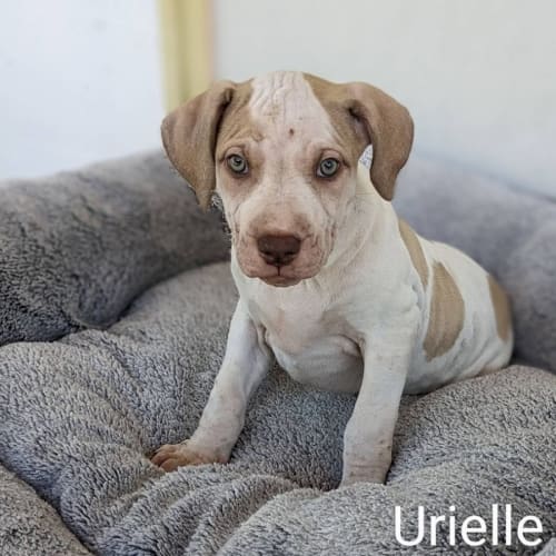 Urielle