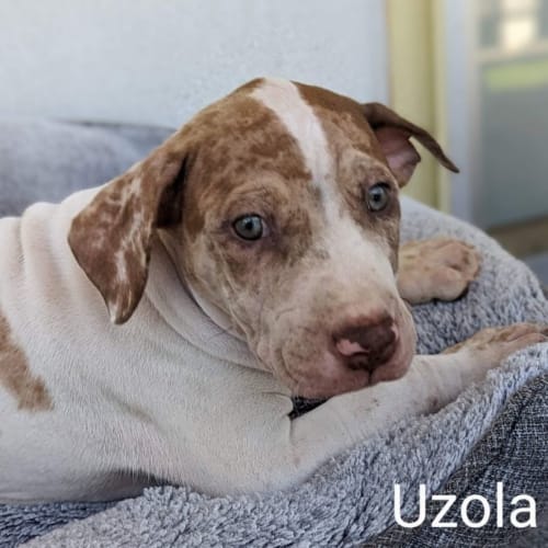 Uzola