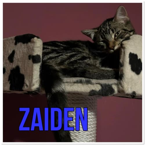 Zaiden