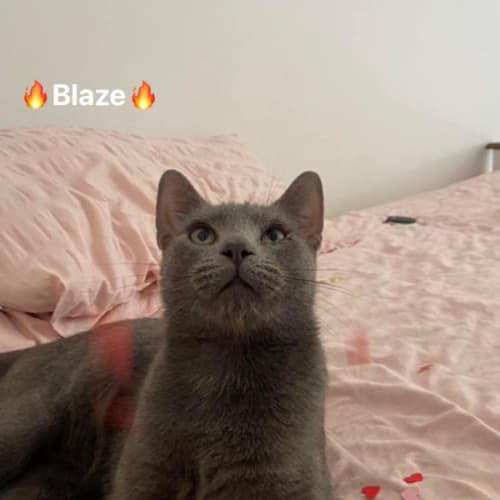 Blaze