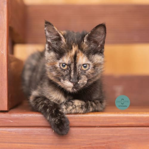 Eevee-Lynn **2nd Chance Cat Rescue**