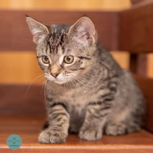 Mewtwo **2nd Chance Cat Rescue**
