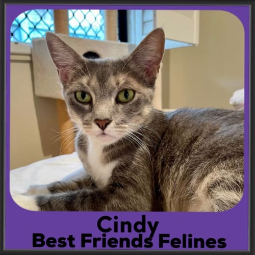 Cindy 