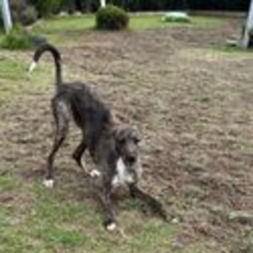 Murphy (60113)