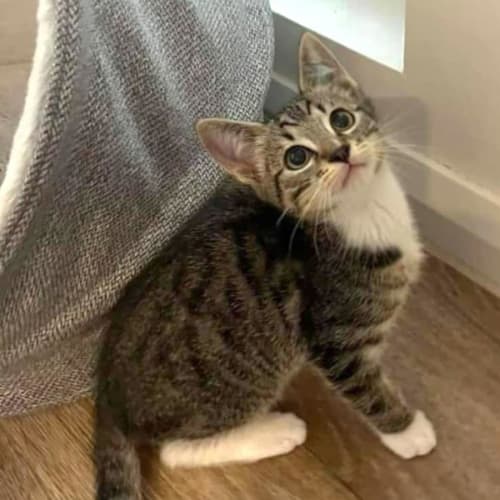 Felix