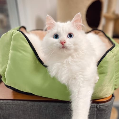 Dumpling