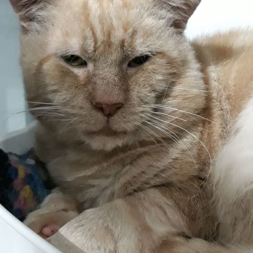 Milo