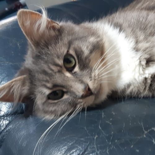 Oscar
