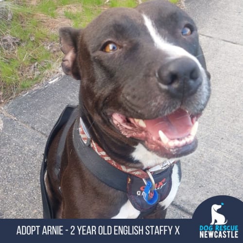 Arnie - 2 Year Old English Staffy X 