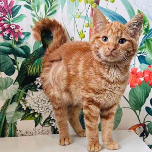 Marmalade - Located in Preston 