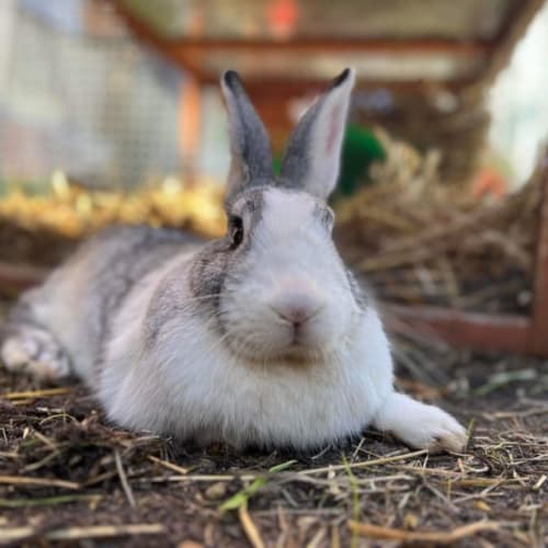 Jon Snow + Daenerys Targaryen