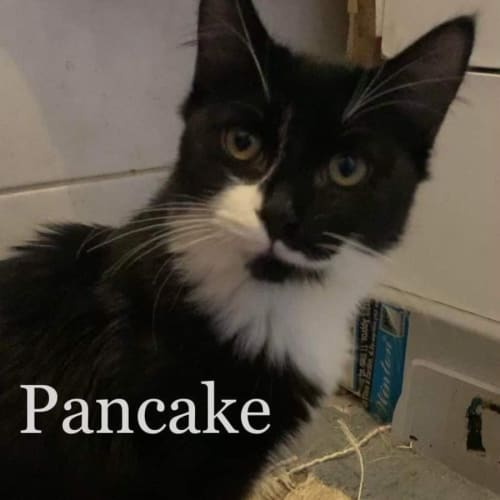 Pancake