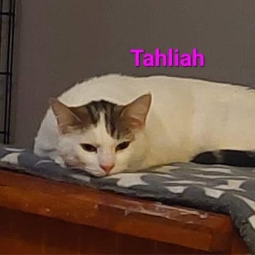 Tahliah