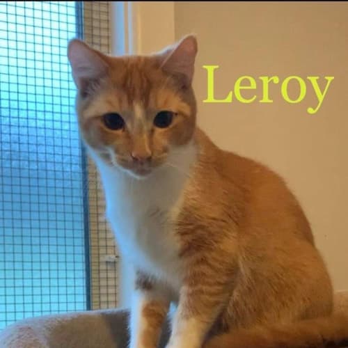 Leroy