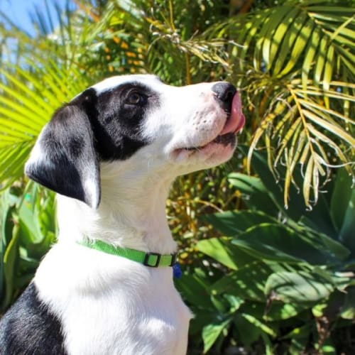 Oakley -16 Wk Border Collie x (Trial)
