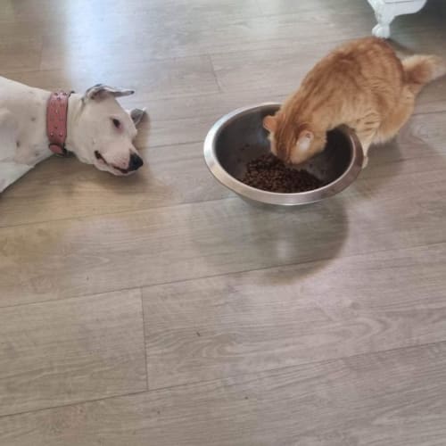 Luna (dog) and Felix (cat)