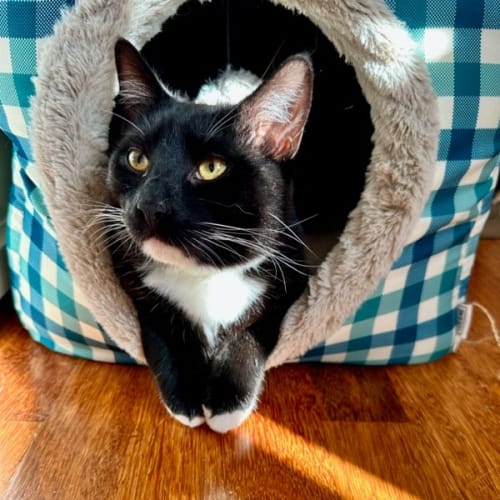 Mr Boots