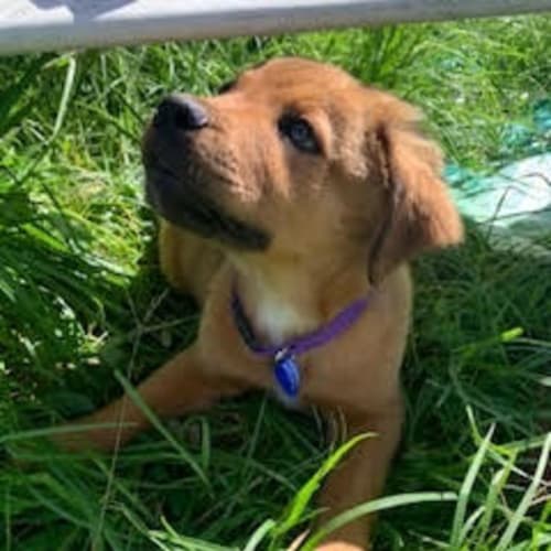 Narla - 10 Week Old Rottweiler X Ridgeback/Mastiff