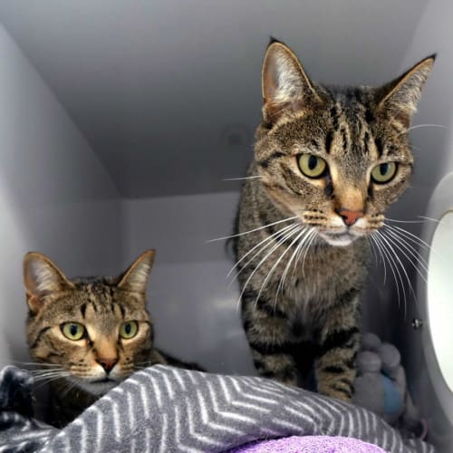 Cosmo & Molly SUA011249 & SUA011250