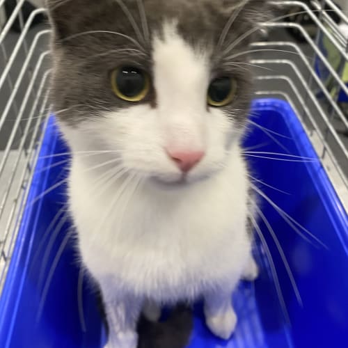 Tom