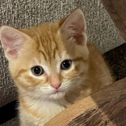 Sonny **2nd Chance Cat Rescue** 