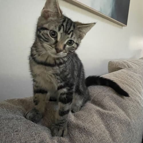 Romi ** 2nd Chance Cat Rescue**