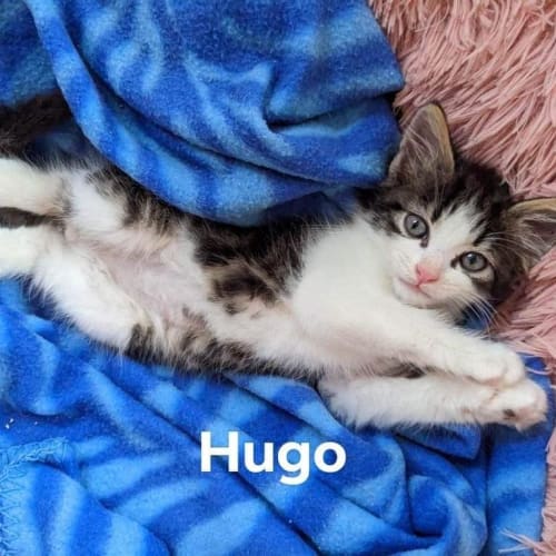 Hugo