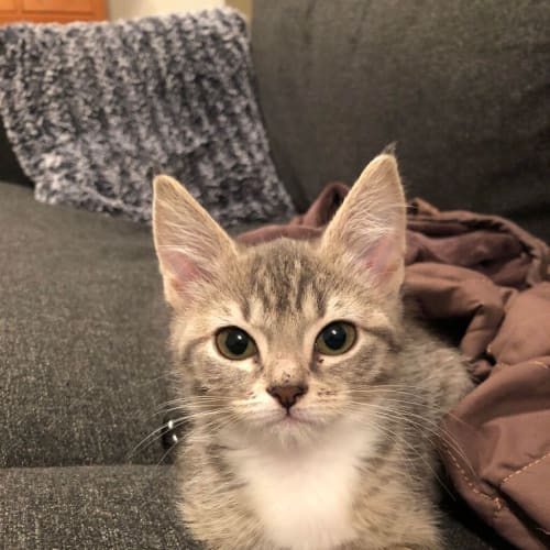Pixie