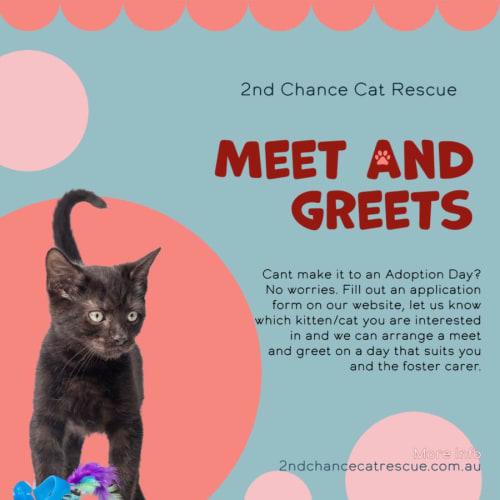 Gretti **2nd Chance Cat Rescue**