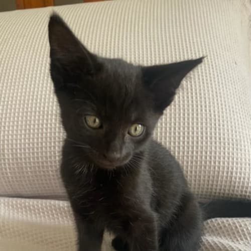 Loki