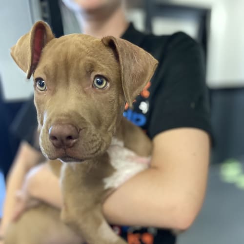 Milo