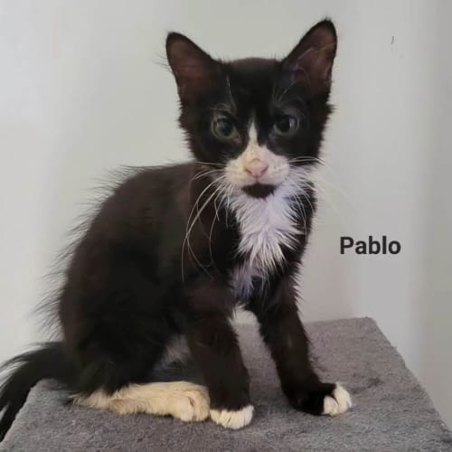 Pablo