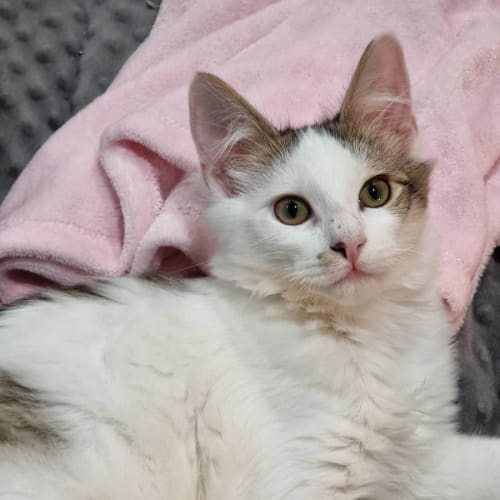 Marvin*Meet me at Neko Hq Preston 3rd June*