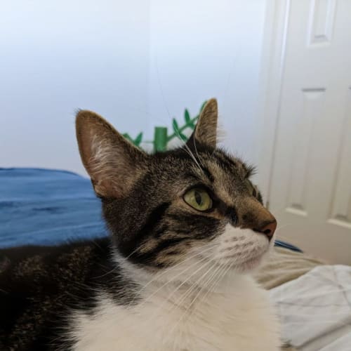 Norman