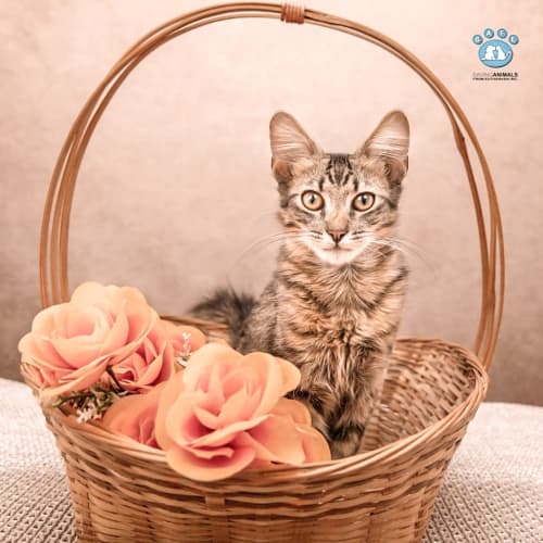 SAFE Karratha (Saving Animals From Euthanasia) PetRescue