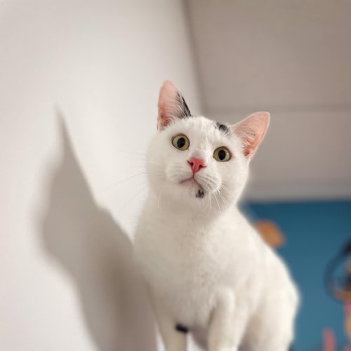 Pedro 