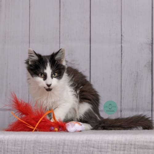 Cian**2nd Chance Cat Rescue**