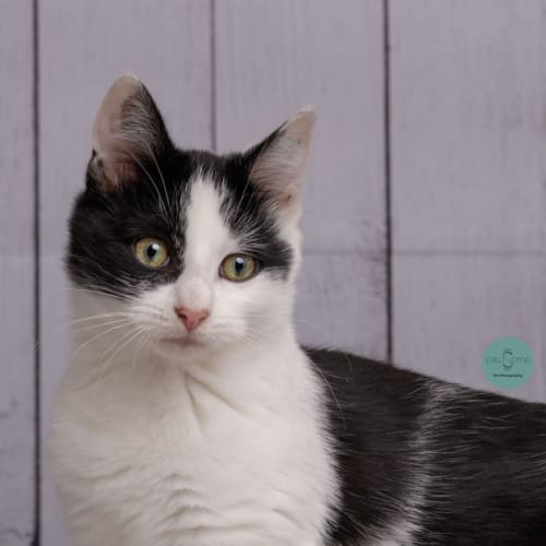 Orla**2nd Chance Cat Rescue**