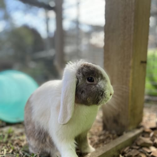 Miss Bun
