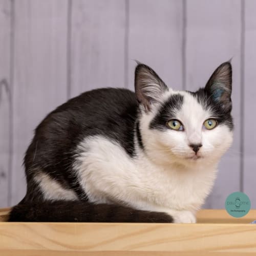 Niamh**2nd Chance Cat Rescue**