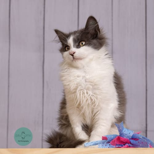 Quinn**2nd Chance Cat Rescue**