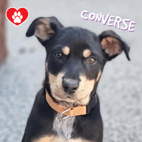 Converse