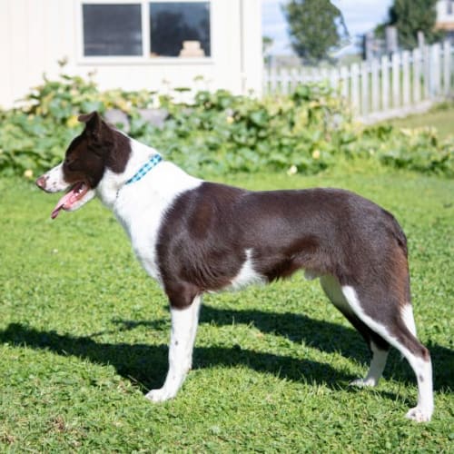 Franklin