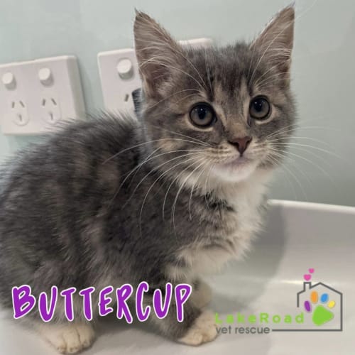 Buttercup