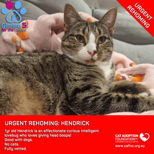 Hendrick Private Rehoming No Charge!