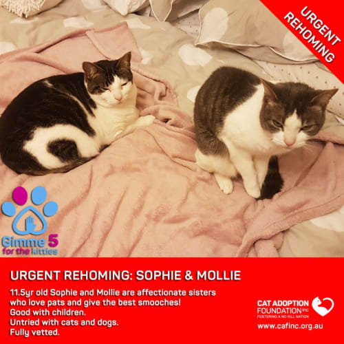 Sophie and Mollie Private Rehoming No Charge!