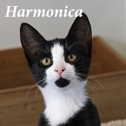 Harmonica - Petstock