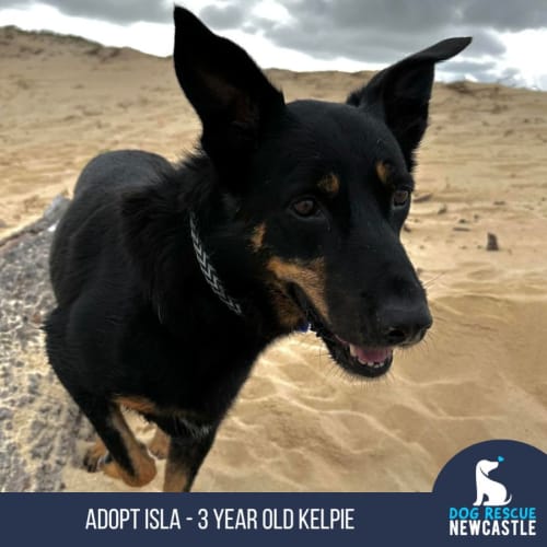 Isla - 3 Year Old Kelpie (Trial)