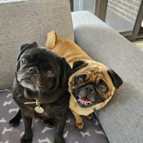 Potato (and Mash)