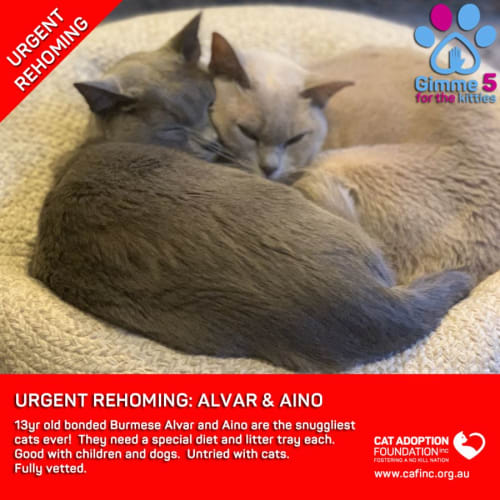 Alvar and Aino Private Rehoming No Charge!